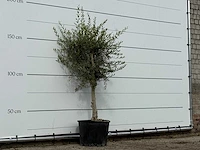 Olijfboom florida smal - olea europaea - ca. 25 jaar oud - hoogte ca. 180 cm - afbeelding 3 van  3