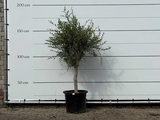 Olijfboom florida smal - olea europaea - ca. 25 jaar oud - hoogte ca. 180 cm - afbeelding 1 van  3