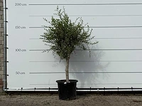 Olijfboom florida smal - olea europaea - ca. 25 jaar oud - hoogte ca. 180 cm