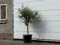 Olijfboom florida smal - olea europaea - ca. 25 jaar oud - hoogte ca. 180 cm - afbeelding 2 van  3