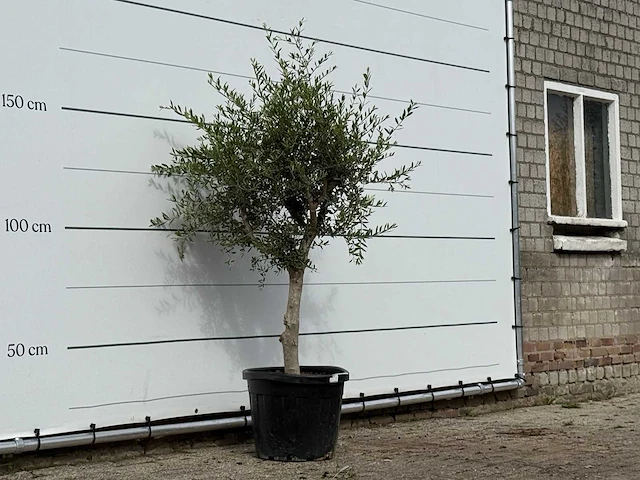 Olijfboom florida smal - olea europaea - ca. 25 jaar oud - hoogte ca. 180 cm - afbeelding 3 van  3
