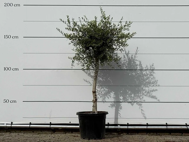 Olijfboom florida smal - olea europaea - ca. 25 jaar oud - hoogte ca. 180 cm - afbeelding 1 van  3