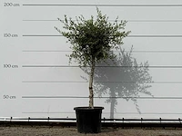 Olijfboom florida smal - olea europaea - ca. 25 jaar oud - hoogte ca. 180 cm