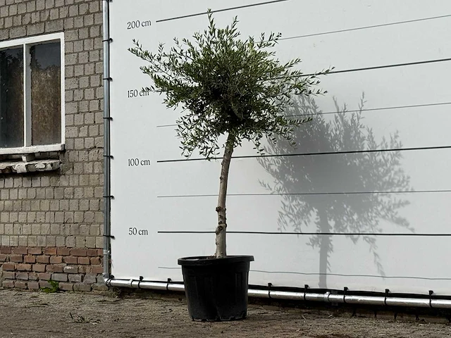 Olijfboom florida smal - olea europaea - ca. 25 jaar oud - hoogte ca. 180 cm - afbeelding 2 van  3