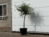 Olijfboom florida smal - olea europaea - ca. 25 jaar oud - hoogte ca. 180 cm - afbeelding 2 van  3
