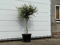 Olijfboom florida smal - olea europaea - ca. 25 jaar oud - hoogte ca. 180 cm - afbeelding 3 van  3