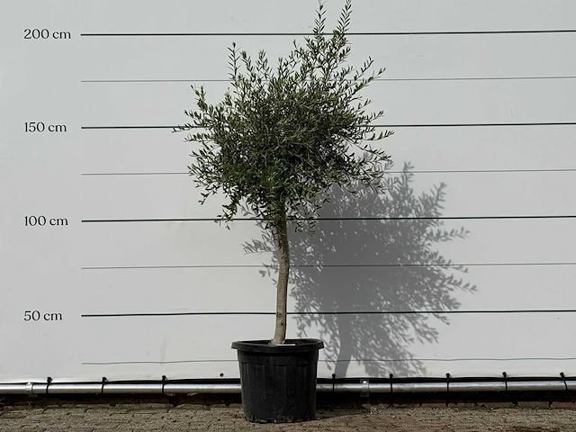 Olijfboom florida smal - olea europaea - ca. 25 jaar oud - hoogte ca. 180 cm - afbeelding 1 van  3