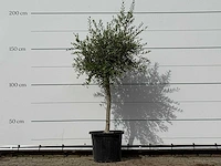 Olijfboom florida smal - olea europaea - ca. 25 jaar oud - hoogte ca. 180 cm