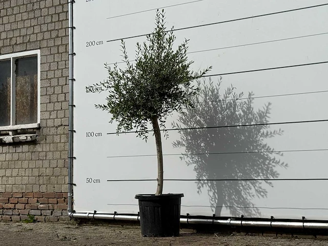 Olijfboom florida smal - olea europaea - ca. 25 jaar oud - hoogte ca. 180 cm - afbeelding 2 van  3