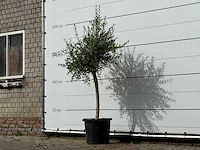 Olijfboom florida smal - olea europaea - ca. 25 jaar oud - hoogte ca. 180 cm - afbeelding 2 van  3