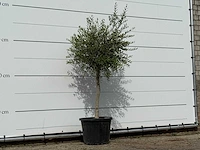Olijfboom florida smal - olea europaea - ca. 25 jaar oud - hoogte ca. 180 cm - afbeelding 3 van  3
