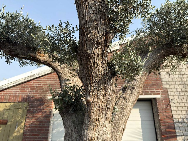 Olijfboom gevormd xxl - olea europaea - ca. 250 jaar oud - hoogte ca. 300 cm - afbeelding 1 van  2