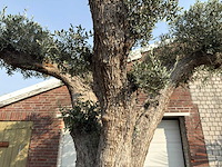 Olijfboom gevormd xxl - olea europaea - ca. 250 jaar oud - hoogte ca. 300 cm - afbeelding 1 van  2