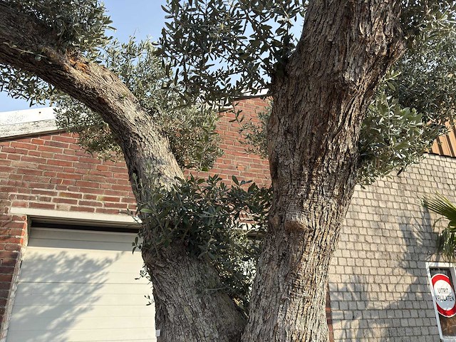 Olijfboom gevormd xxl - olea europaea - ca. 250 jaar oud - hoogte ca. 300 cm - afbeelding 2 van  2