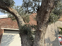 Olijfboom gevormd xxl - olea europaea - ca. 250 jaar oud - hoogte ca. 300 cm - afbeelding 2 van  2