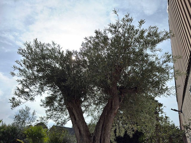 Olijfboom gevormd xxl - olea europaea - ca. 350 jaar oud - hoogte ca. 280 cm - afbeelding 2 van  10