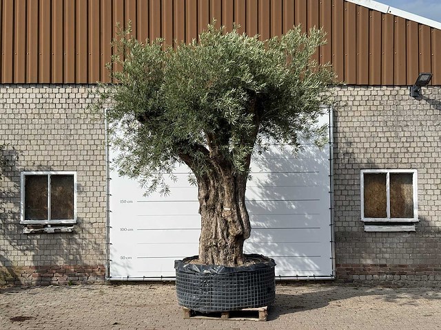 Olijfboom gevormd xxl - olea europaea - ca. 350 jaar oud - hoogte ca. 280 cm - afbeelding 1 van  10