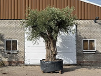 Olijfboom gevormd xxl - olea europaea - ca. 350 jaar oud - hoogte ca. 280 cm