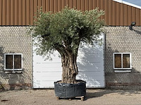 Olijfboom gevormd xxl - olea europaea - ca. 350 jaar oud - hoogte ca. 280 cm - afbeelding 3 van  10