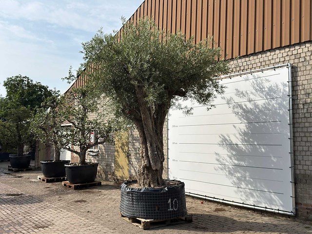 Olijfboom gevormd xxl - olea europaea - ca. 350 jaar oud - hoogte ca. 280 cm - afbeelding 4 van  10