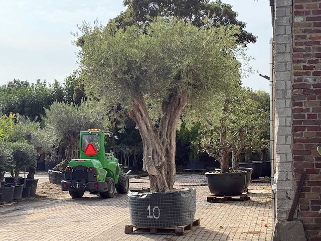 Olijfboom gevormd xxl - olea europaea - ca. 350 jaar oud - hoogte ca. 280 cm - afbeelding 5 van  10