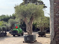 Olijfboom gevormd xxl - olea europaea - ca. 350 jaar oud - hoogte ca. 280 cm - afbeelding 5 van  10