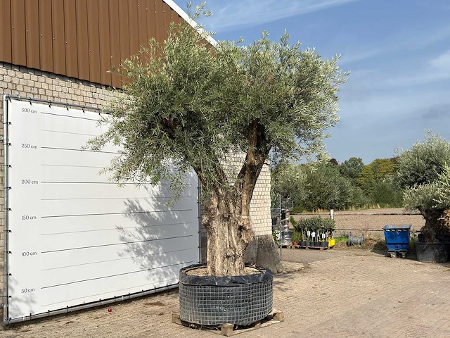 Olijfboom gevormd xxl - olea europaea - ca. 350 jaar oud - hoogte ca. 280 cm - afbeelding 6 van  10