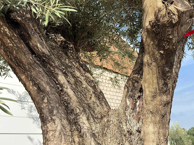 Olijfboom gevormd xxl - olea europaea - ca. 350 jaar oud - hoogte ca. 280 cm - afbeelding 7 van  10