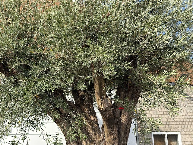 Olijfboom gevormd xxl - olea europaea - ca. 350 jaar oud - hoogte ca. 280 cm - afbeelding 8 van  10