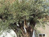 Olijfboom gevormd xxl - olea europaea - ca. 350 jaar oud - hoogte ca. 280 cm - afbeelding 8 van  10