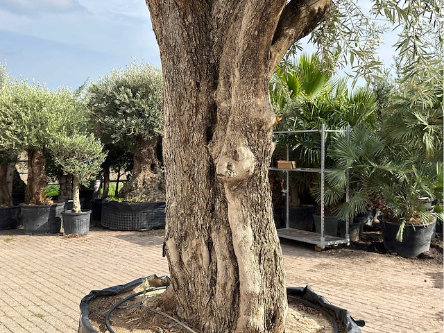 Olijfboom gevormd xxl - olea europaea - ca. 350 jaar oud - hoogte ca. 280 cm - afbeelding 9 van  10