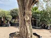 Olijfboom gevormd xxl - olea europaea - ca. 350 jaar oud - hoogte ca. 280 cm - afbeelding 9 van  10