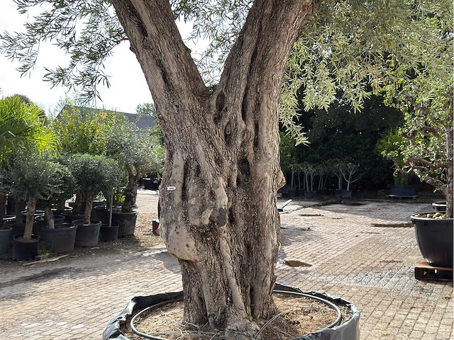 Olijfboom gevormd xxl - olea europaea - ca. 350 jaar oud - hoogte ca. 280 cm - afbeelding 10 van  10