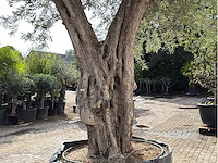 Olijfboom gevormd xxl - olea europaea - ca. 350 jaar oud - hoogte ca. 280 cm - afbeelding 10 van  10