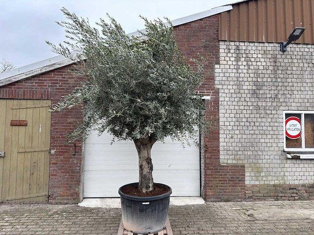 Olijfboom gladde stam - olea europaea - 200 jaar oud - hoogte ca. 300 cm - afbeelding 1 van  7