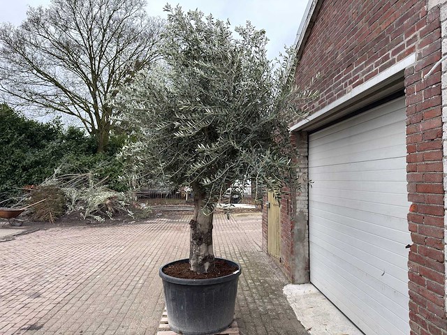 Olijfboom gladde stam - olea europaea - 200 jaar oud - hoogte ca. 300 cm - afbeelding 2 van  7