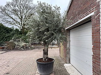 Olijfboom gladde stam - olea europaea - 200 jaar oud - hoogte ca. 300 cm - afbeelding 2 van  7