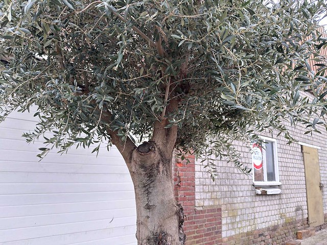 Olijfboom gladde stam - olea europaea - 200 jaar oud - hoogte ca. 300 cm - afbeelding 7 van  7
