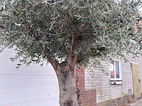 Olijfboom gladde stam - olea europaea - 200 jaar oud - hoogte ca. 300 cm - afbeelding 7 van  7