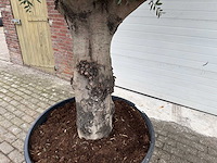 Olijfboom gladde stam - olea europaea - 200 jaar oud - hoogte ca. 300 cm - afbeelding 3 van  7