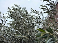 Olijfboom gladde stam - olea europaea - 200 jaar oud - hoogte ca. 300 cm - afbeelding 5 van  7