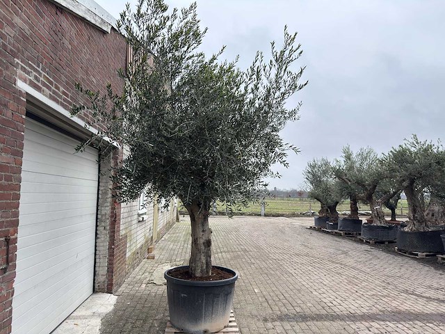 Olijfboom gladde stam - olea europaea - 200 jaar oud - hoogte ca. 300 cm - afbeelding 2 van  5