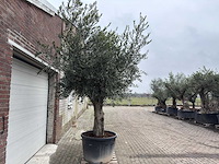 Olijfboom gladde stam - olea europaea - 200 jaar oud - hoogte ca. 300 cm - afbeelding 2 van  5