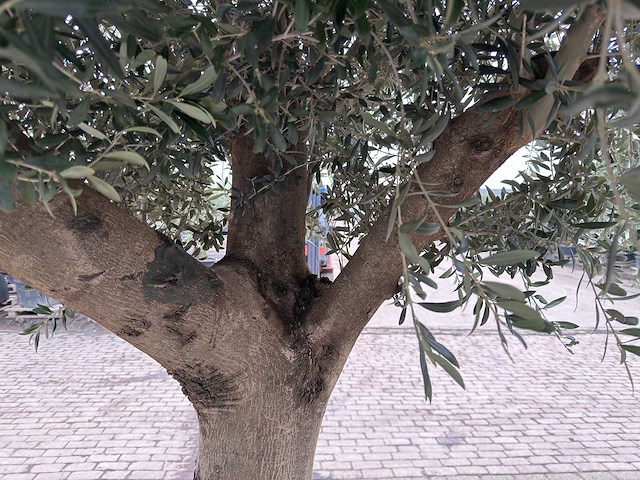 Olijfboom gladde stam - olea europaea - 200 jaar oud - hoogte ca. 300 cm - afbeelding 5 van  5