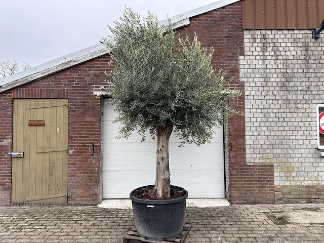 Olijfboom gladde stam - olea europaea - 200 jaar oud - hoogte ca. 300 cm - afbeelding 1 van  4