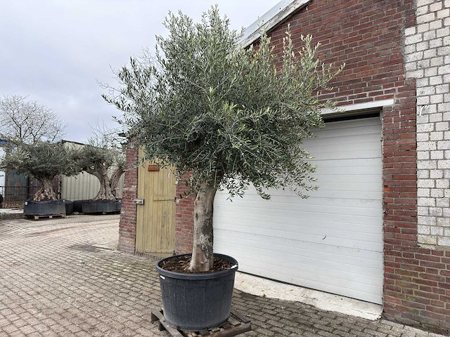 Olijfboom gladde stam - olea europaea - 200 jaar oud - hoogte ca. 300 cm - afbeelding 2 van  4