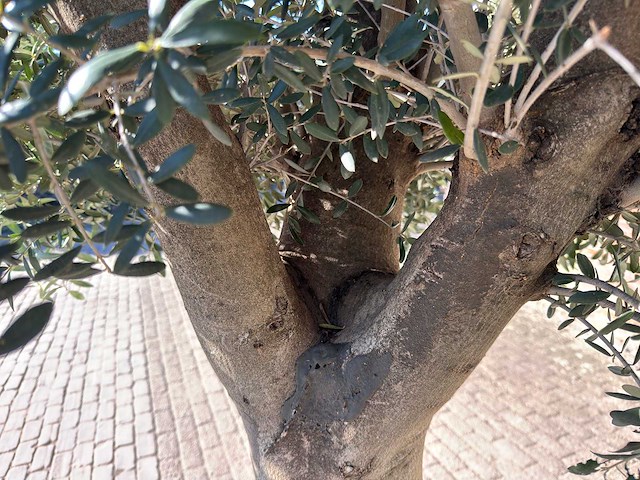 Olijfboom gladde stam - olea europaea - 50 jaar oud - hoogte ca. 270 cm - afbeelding 2 van  10