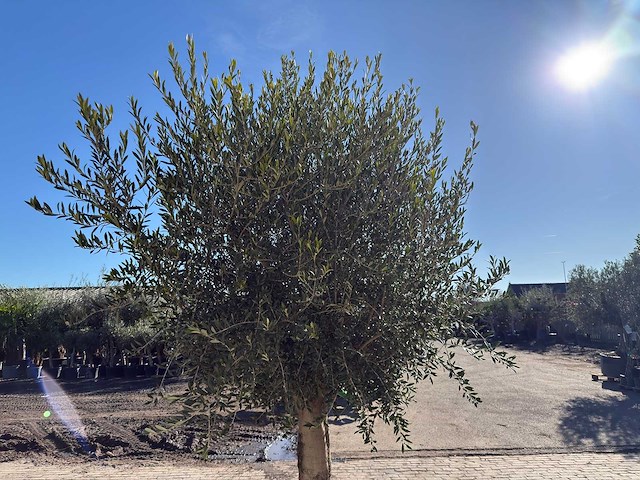 Olijfboom gladde stam - olea europaea - 50 jaar oud - hoogte ca. 270 cm - afbeelding 7 van  10
