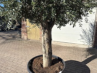 Olijfboom gladde stam - olea europaea - 50 jaar oud - hoogte ca. 270 cm - afbeelding 10 van  10