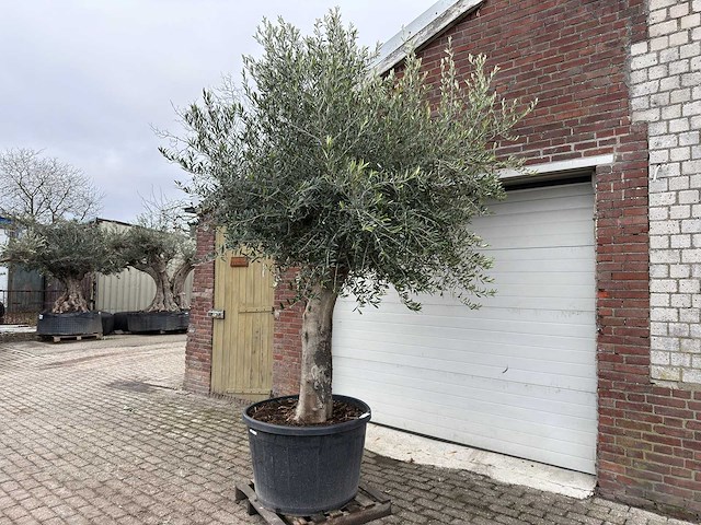 Olijfboom gladde stam - olea europaea - ca. 50 jaar oud - hoogte ca. 280 cm - afbeelding 2 van  5